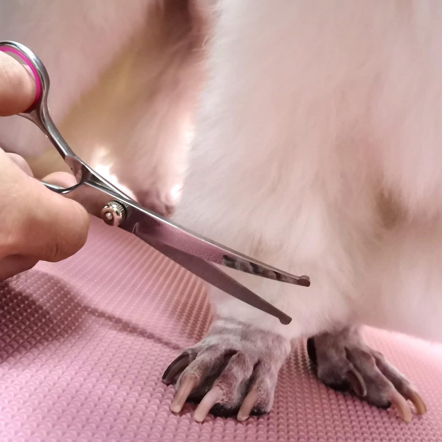 Pet grooming comb and scissors set