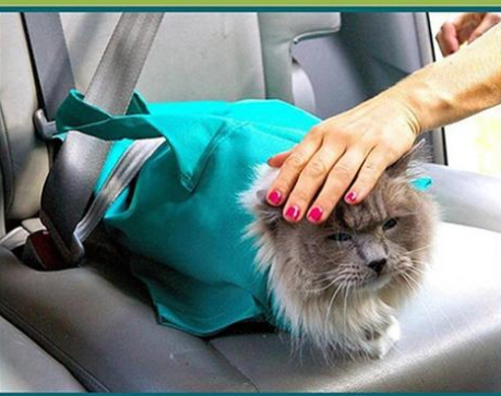 Adjustable neckline pet travel sling carrier