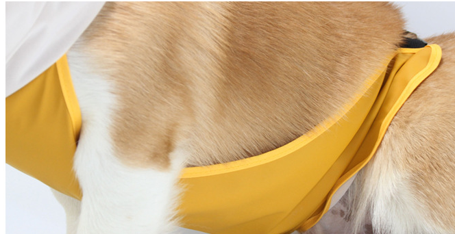 Dog wearing hooded raincoat with belly band on a rainy walk