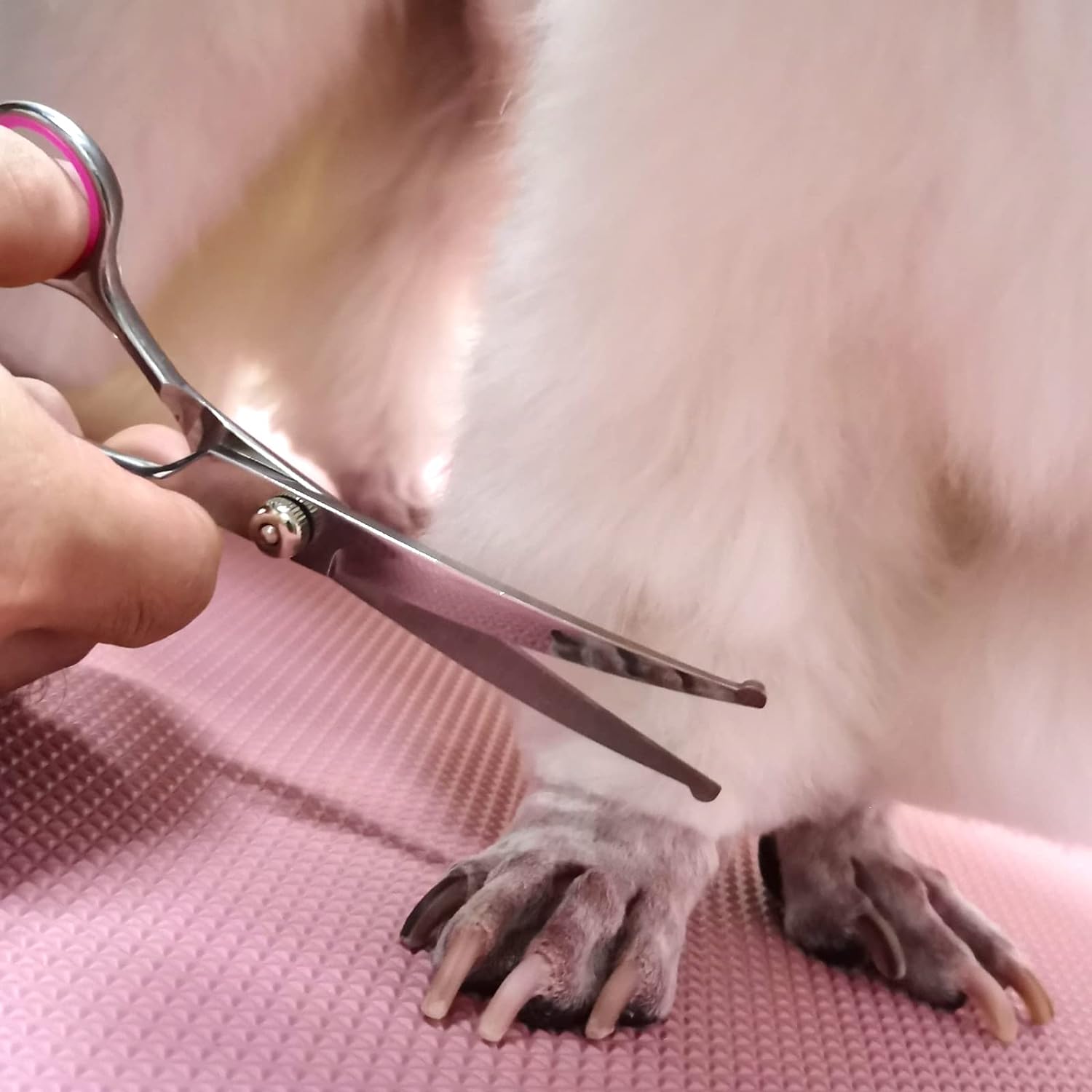 Pet grooming comb and scissors set