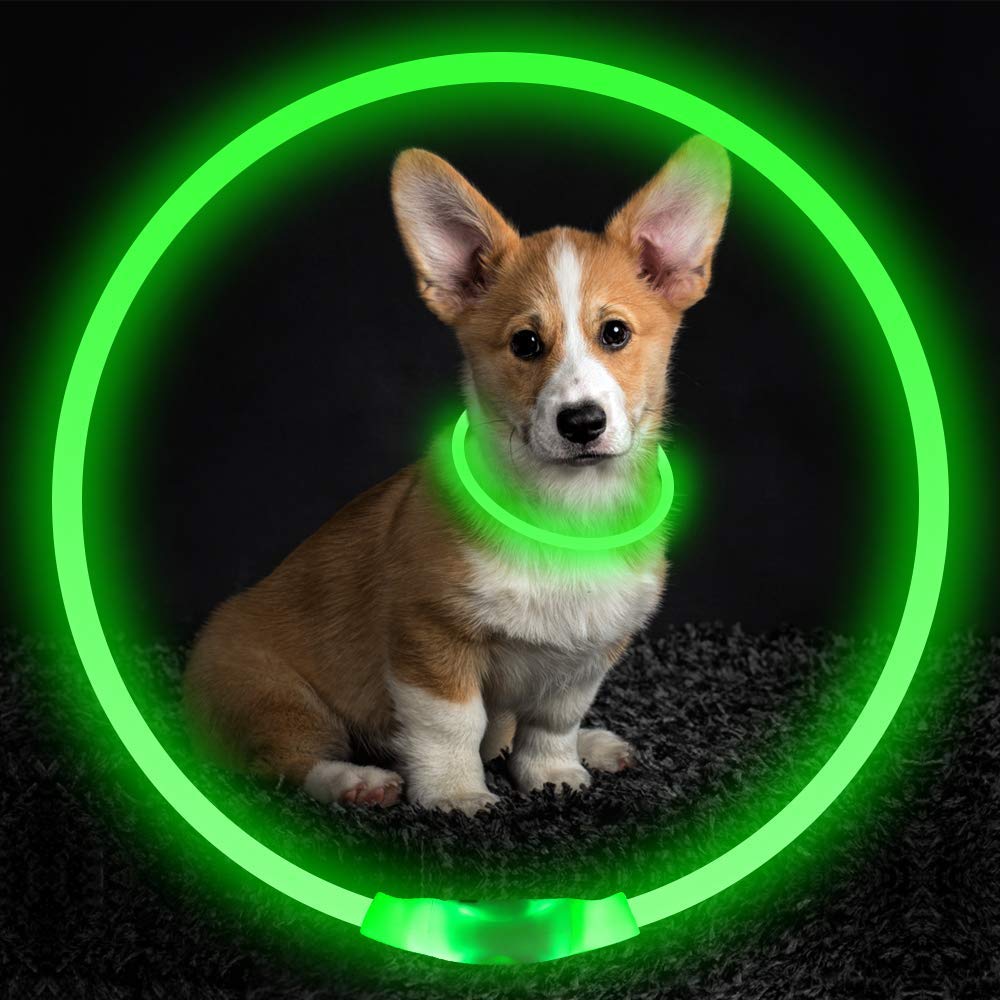 Light-up safety dog collar visible in the dark
