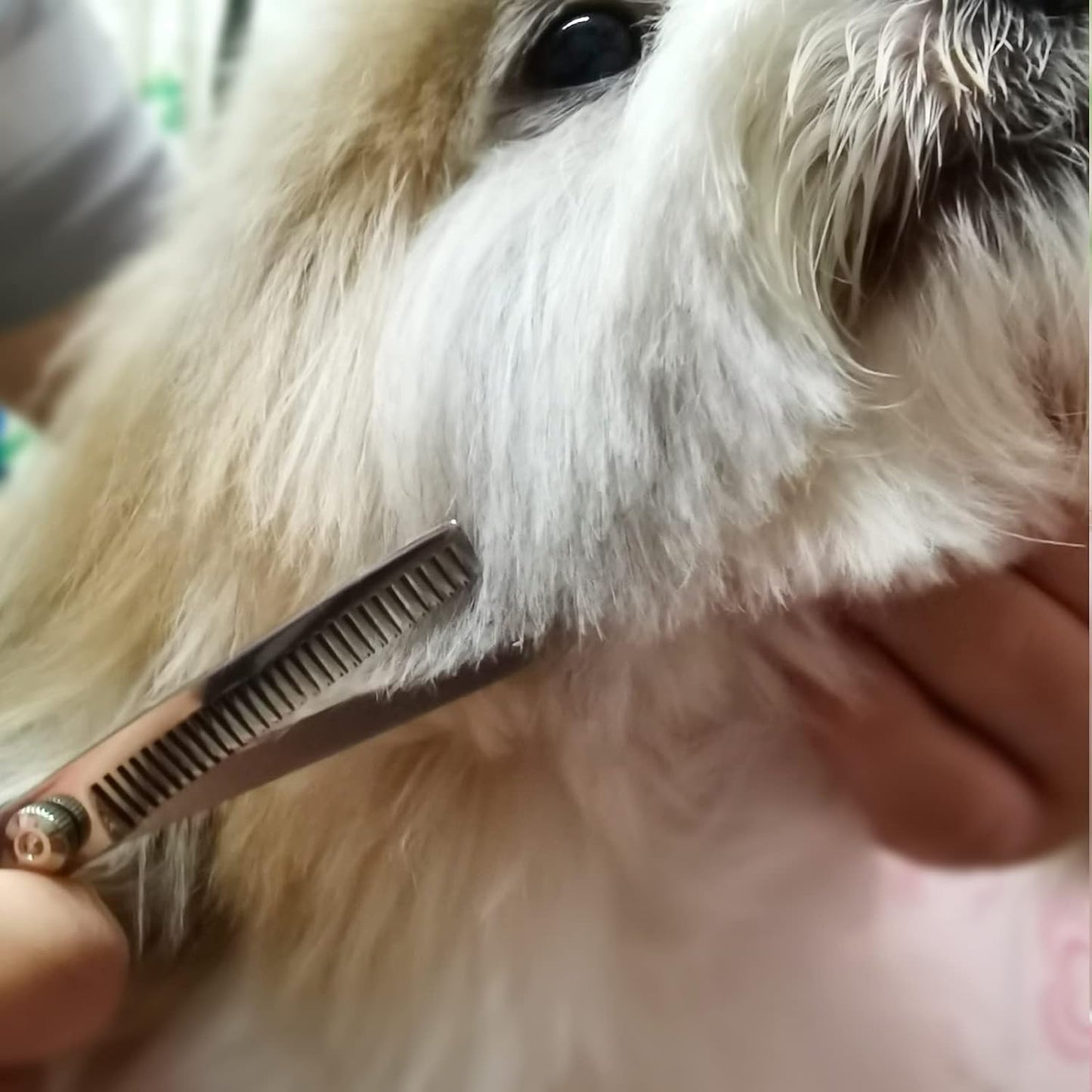 Titanium-coated stainless steel pet grooming shears