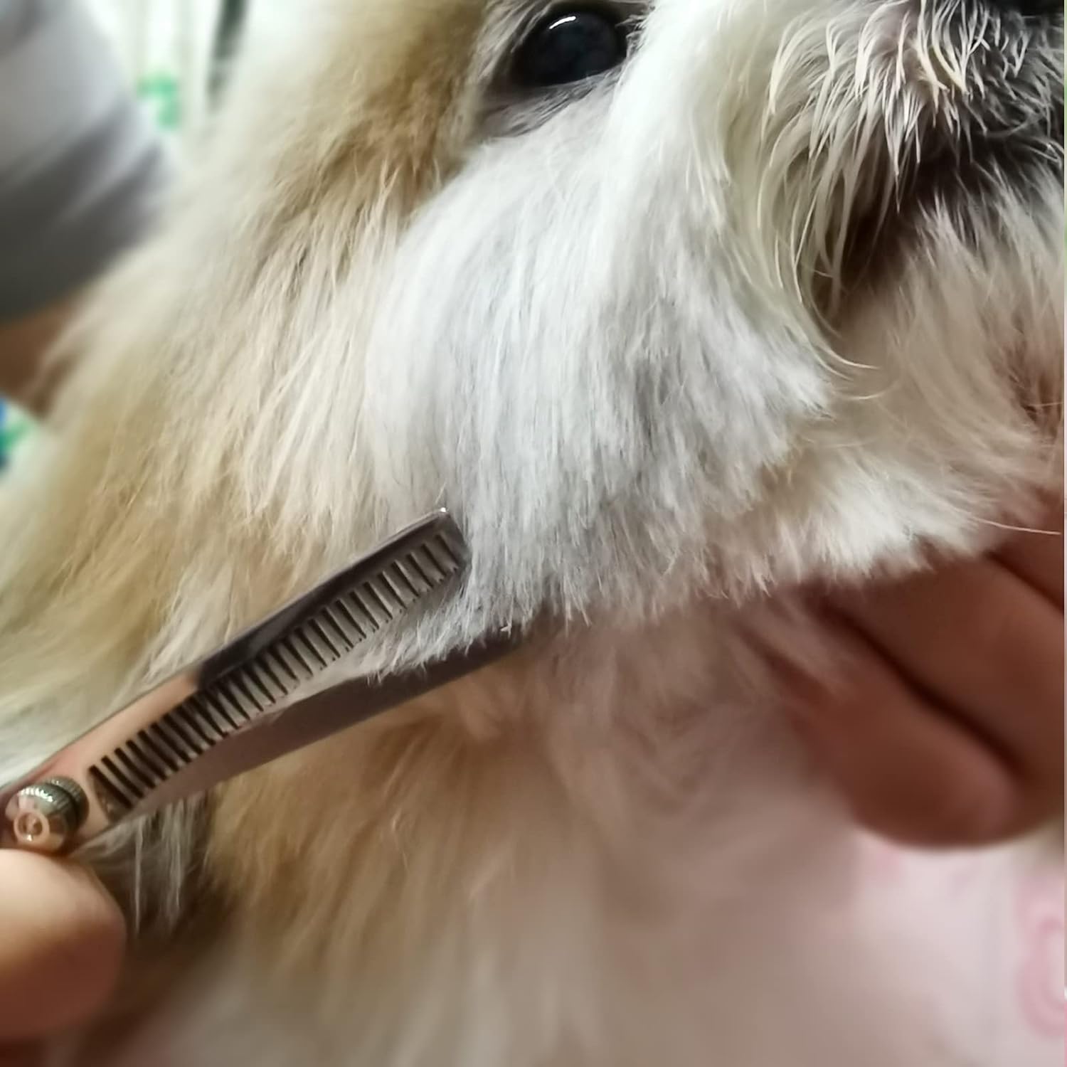 Titanium-coated stainless steel pet grooming shears