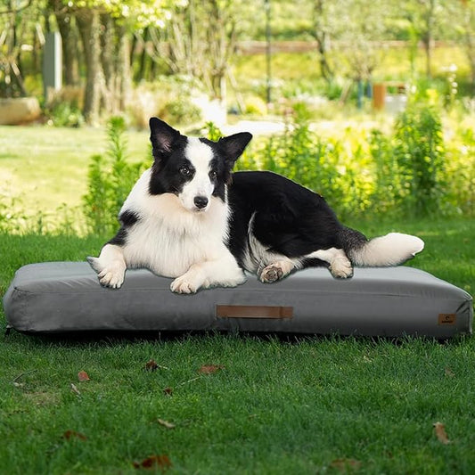Dog resting on inflatable travel bed