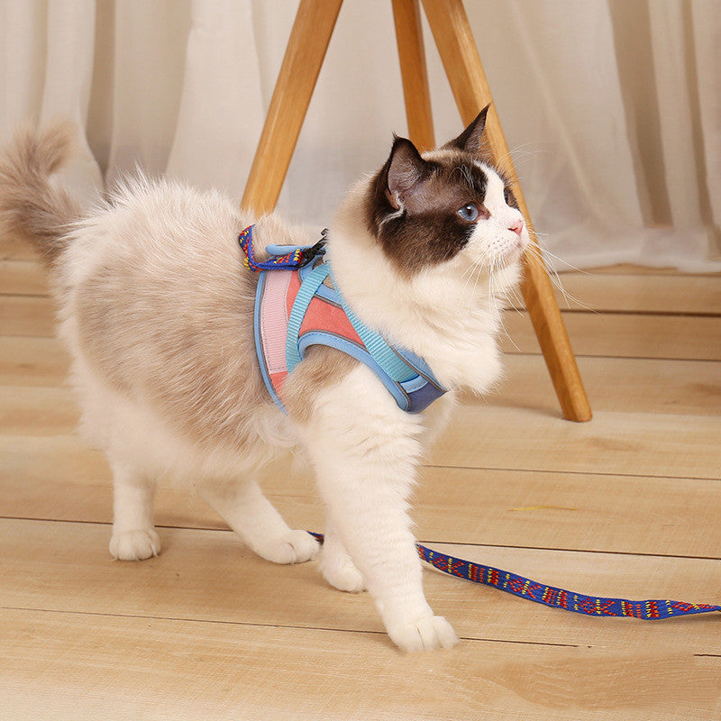 Cat wearing blue and pink Anti-Escape Reflective Cat Harness with lead indoors