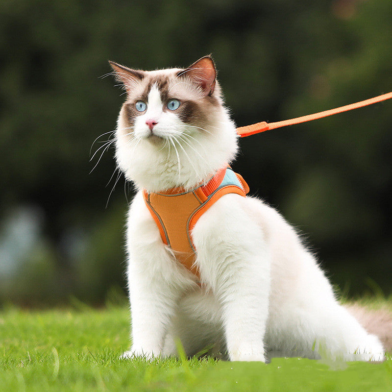Cat wearing orange Anti-Escape Reflective Cat Harness with lead outdoors