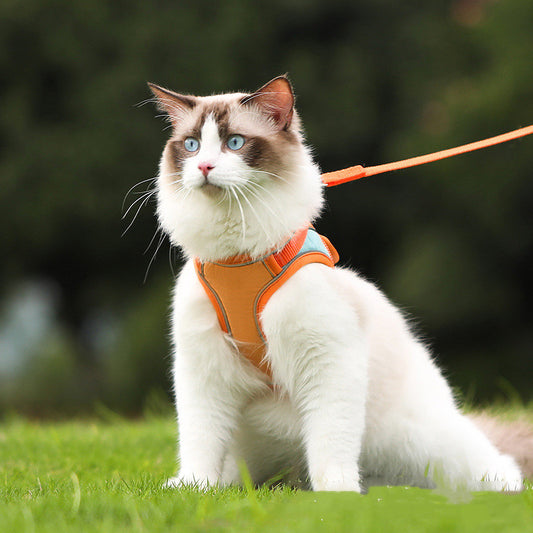 Cat wearing orange Anti-Escape Reflective Cat Harness with lead outdoors